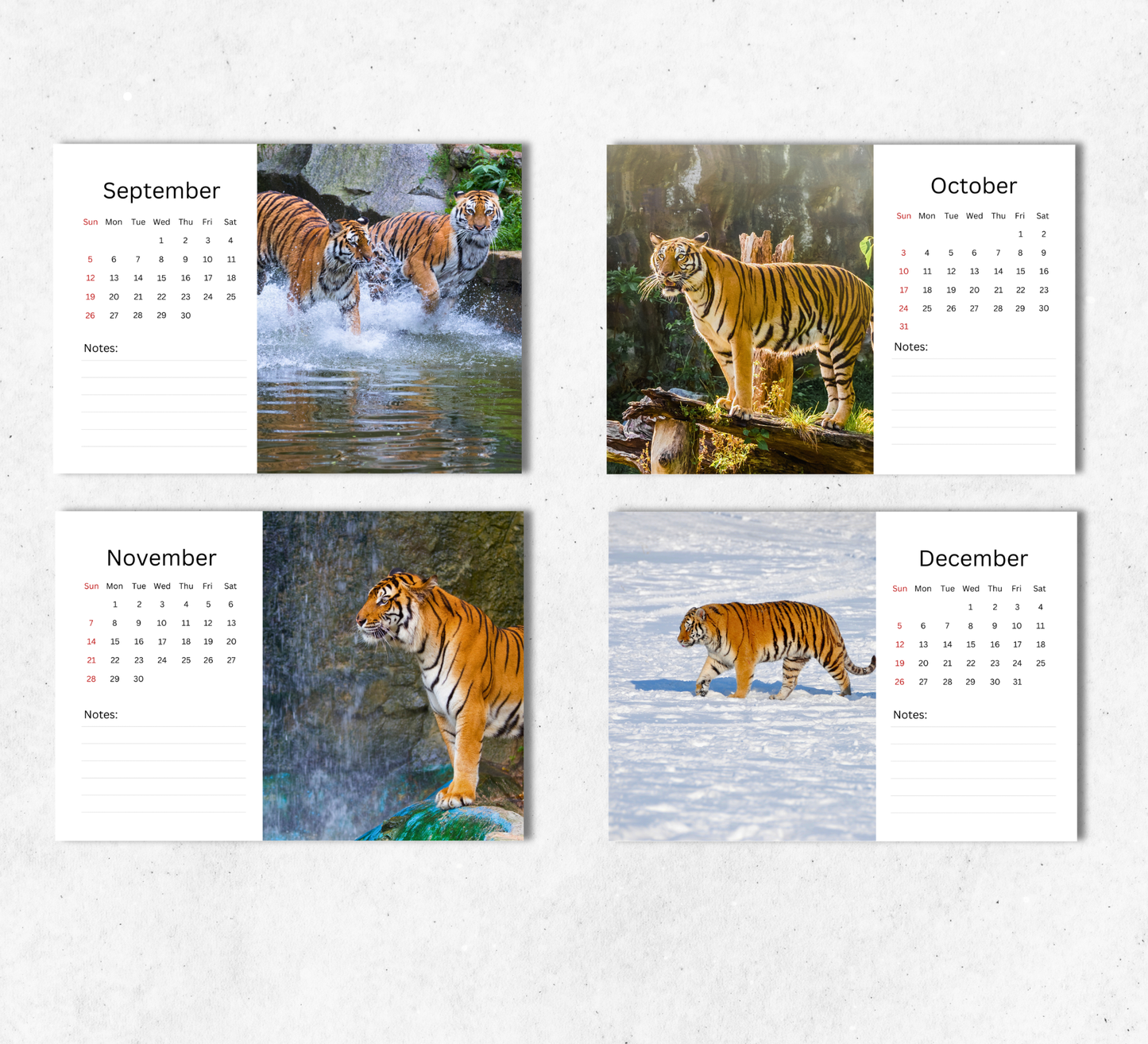 Tiger Desk Calendar 2027-2028