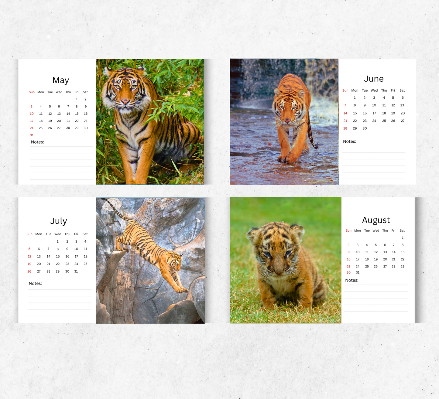 Tiger Desk Calendar 2026-2027