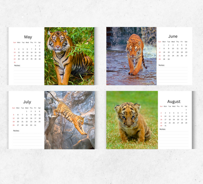 Tiger Desk Calendar 2026-2027