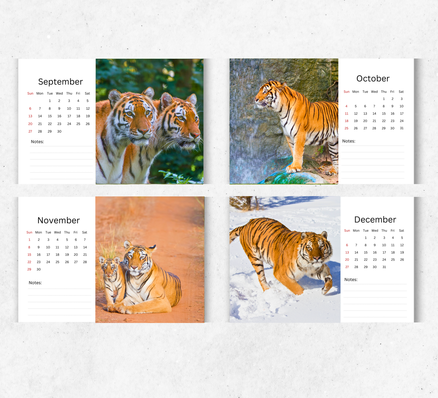 Tiger Desk Calendar 2026-2027