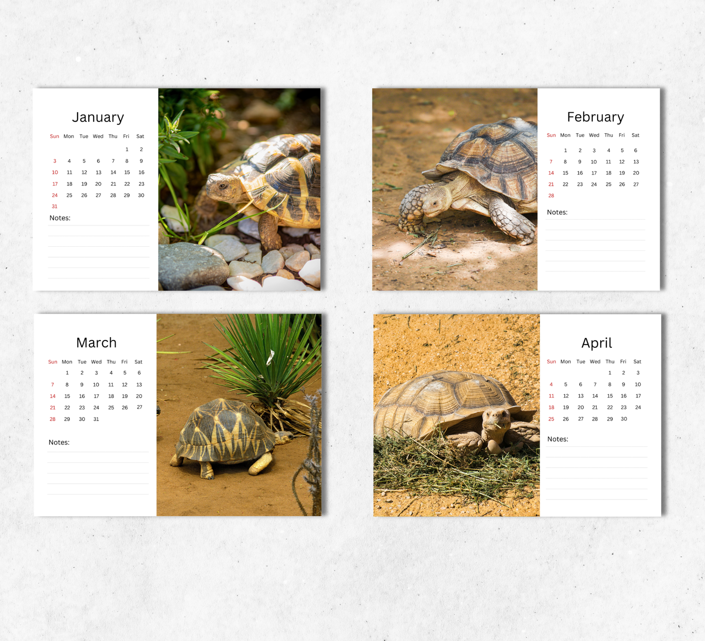 Tortoise Desk Calendar 2027-2028