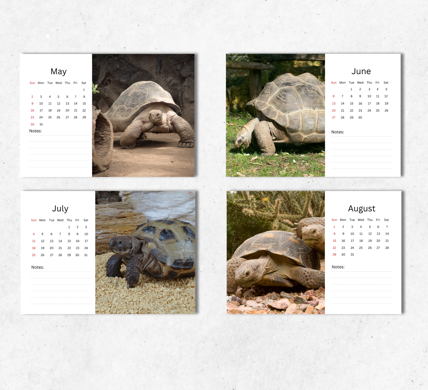Tortoise Desk Calendar 2027-2028