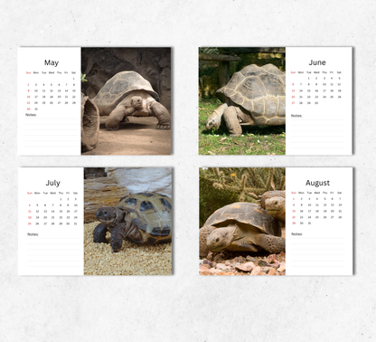 Tortoise Desk Calendar 2027-2028
