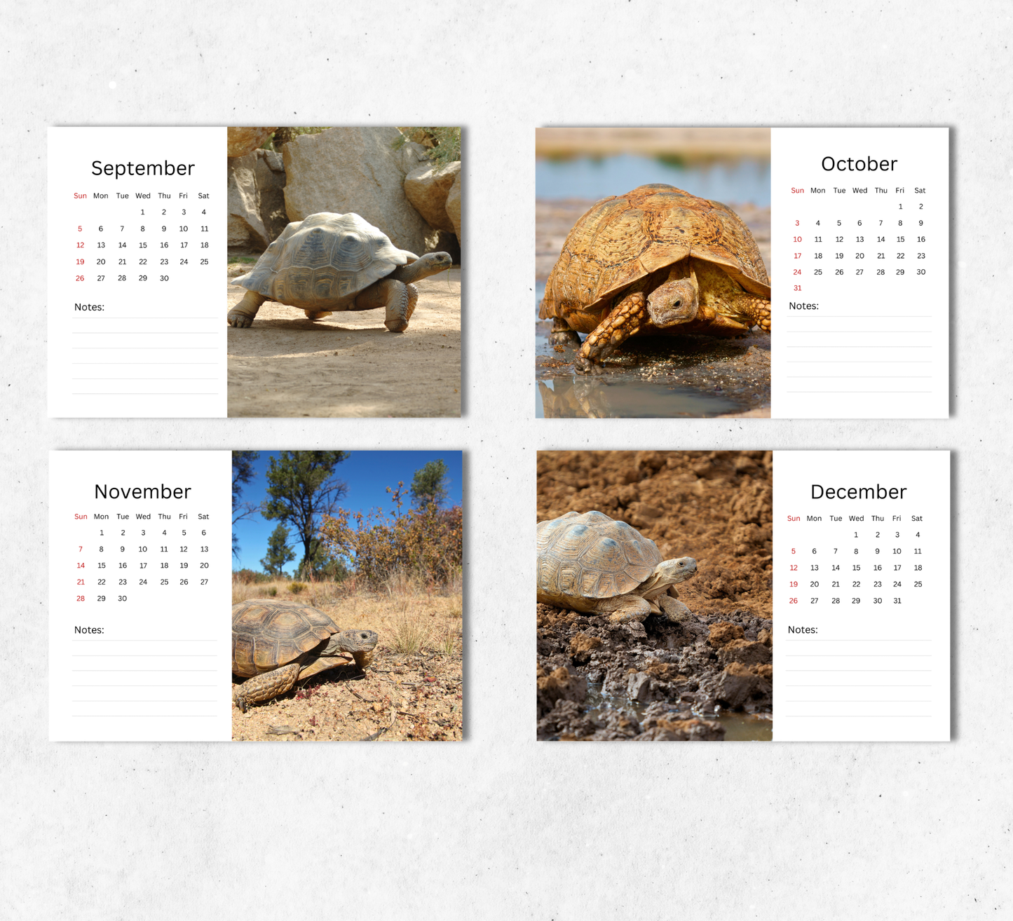 Tortoise Desk Calendar 2027-2028