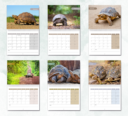 Tortoise Calendar 2026