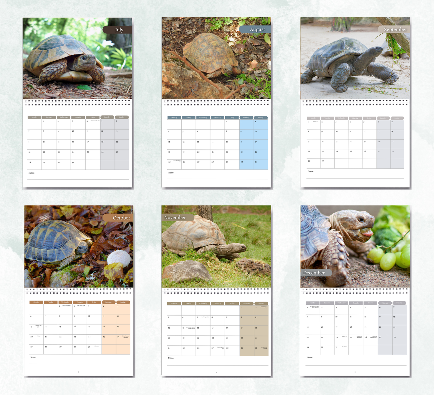 Tortoise Calendar 2026