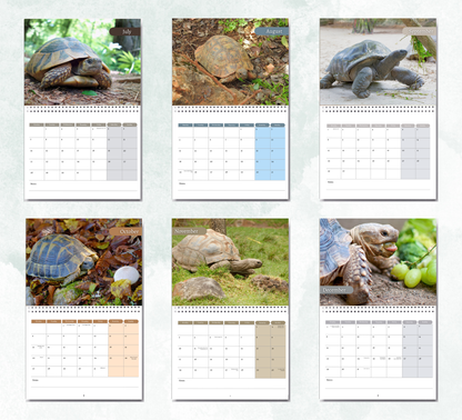 Tortoise Calendar 2026