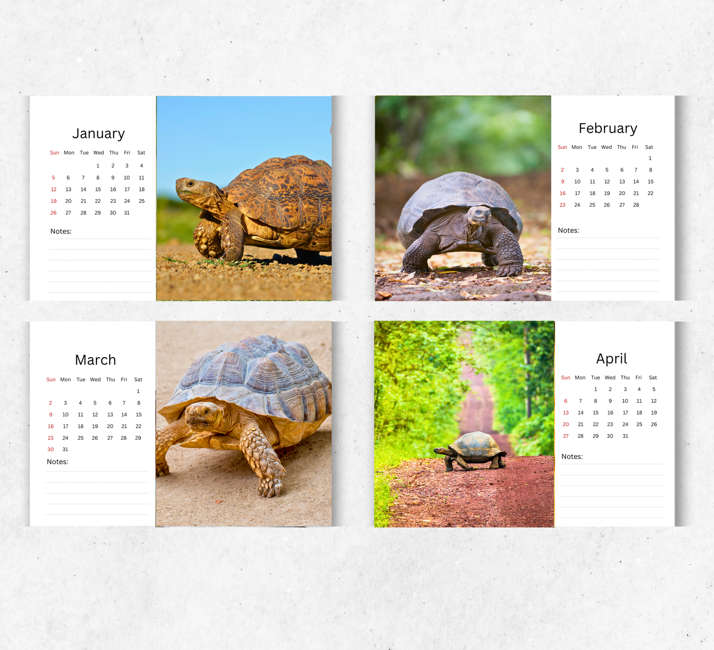 Tortoise Desk Calendar 2026-2027