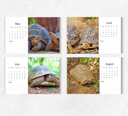 Tortoise Desk Calendar 2026-2027