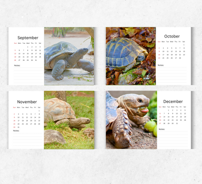 Tortoise Desk Calendar 2026-2027