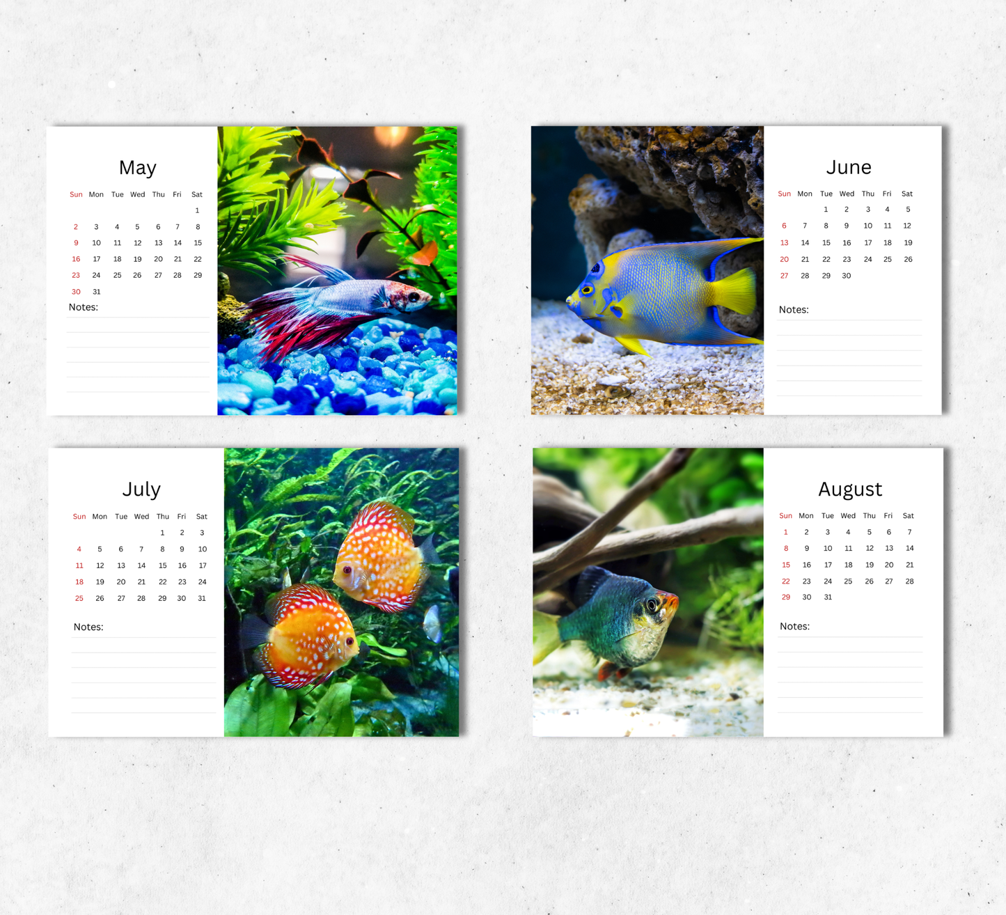 Tropical Fish Desk Calendar 2027-2028