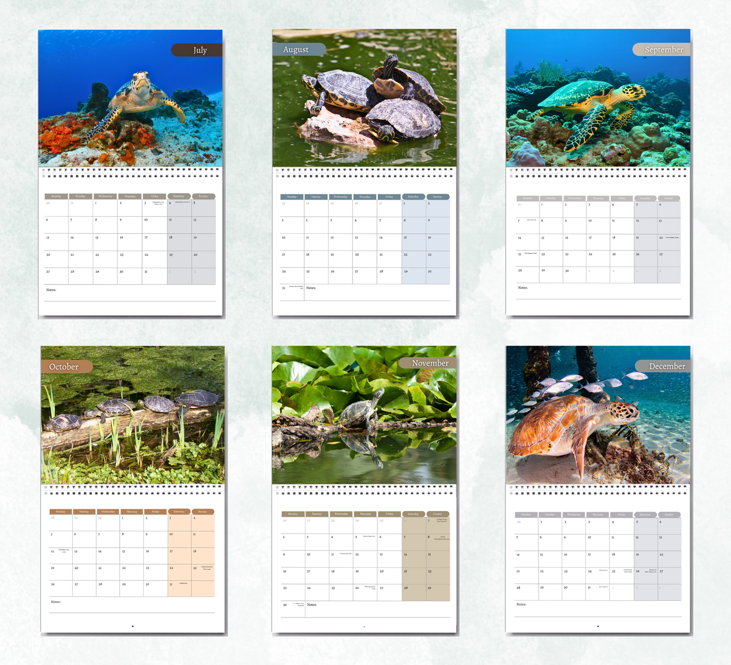 Turtle Calendar 2027