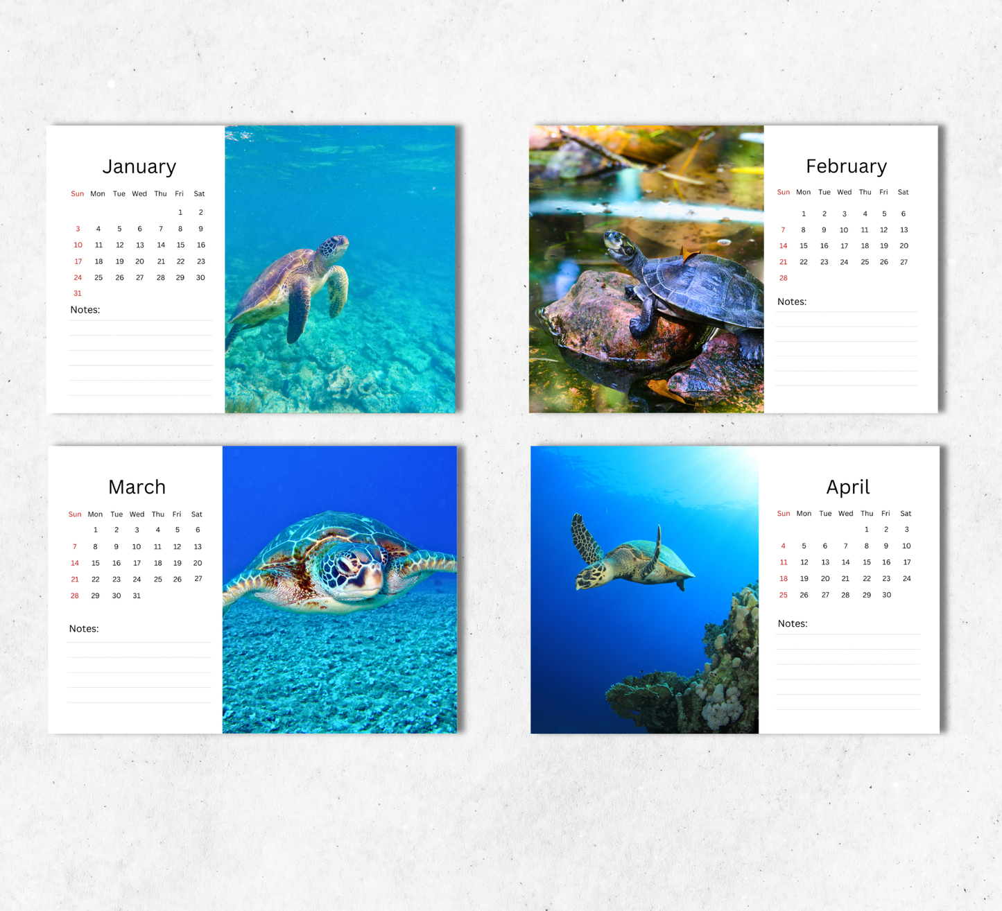 Turtle Desk Calendar 2027-2028