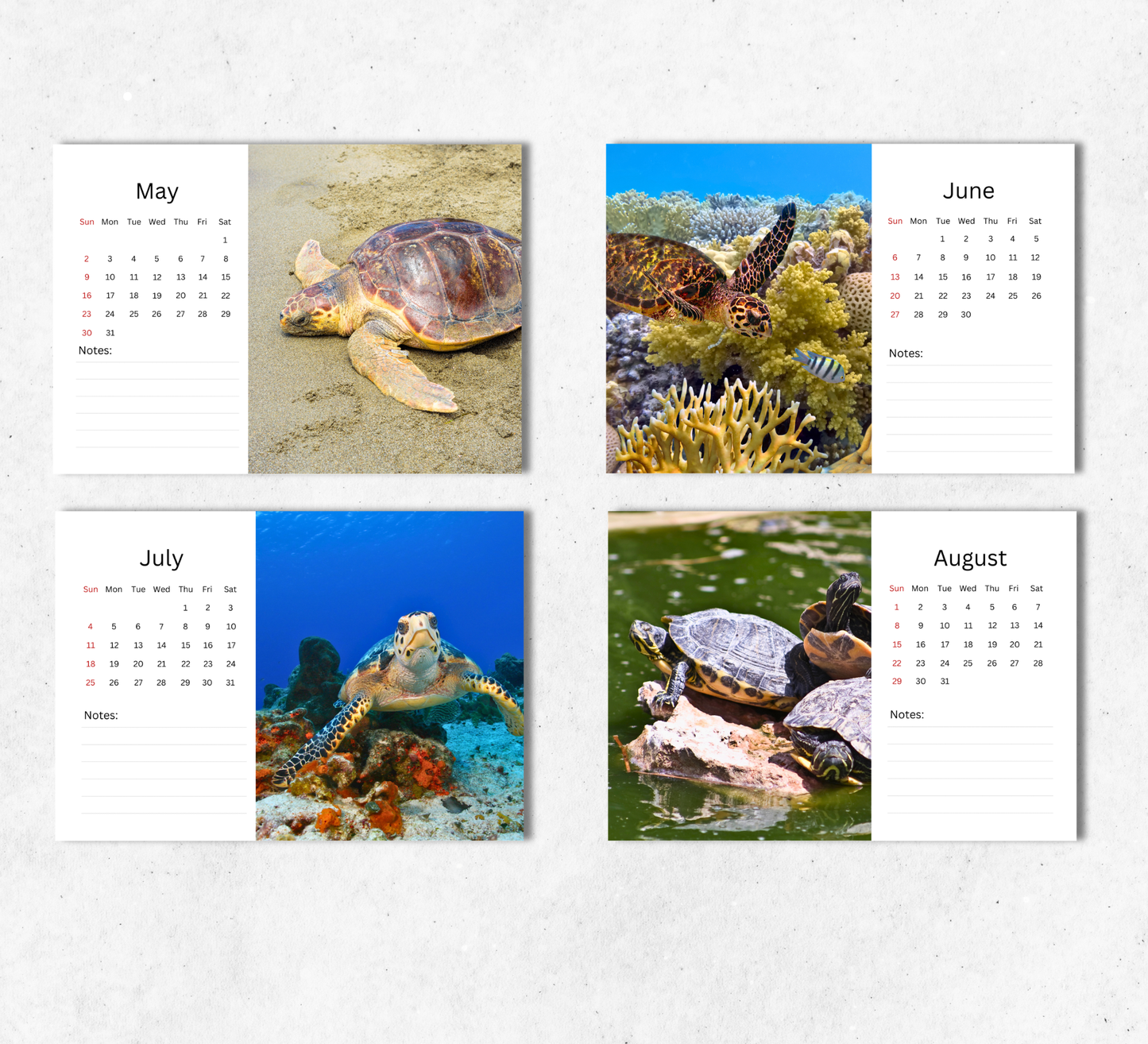 Turtle Desk Calendar 2027-2028