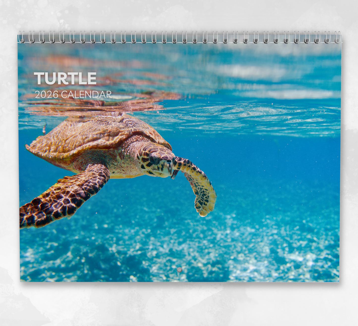 Turtle Calendar 2026