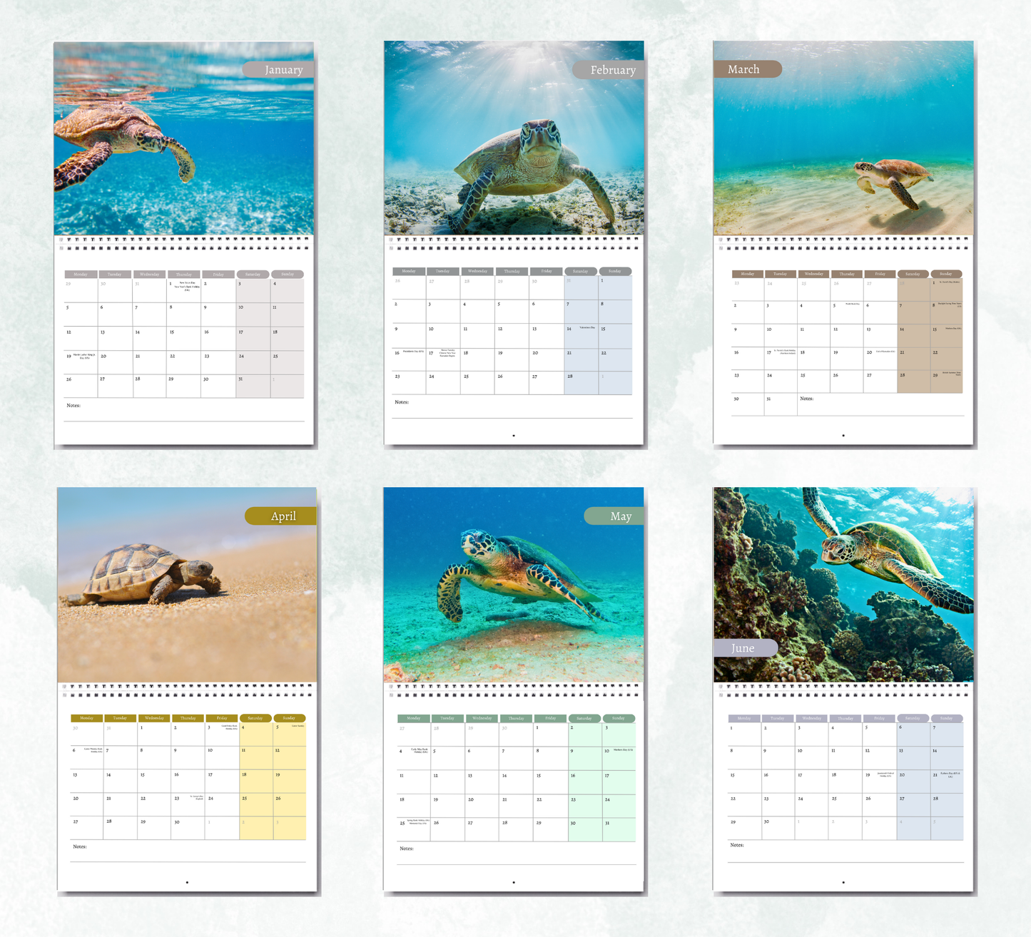 Turtle Calendar 2026