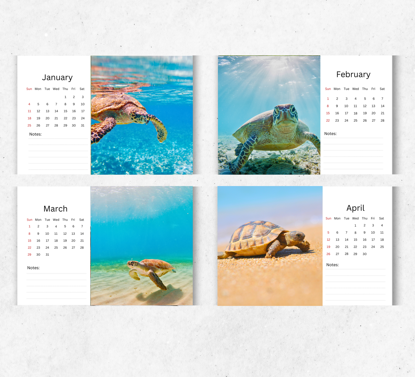 Turtle Desk Calendar 2026-2027