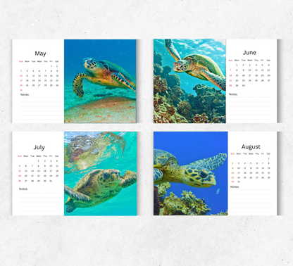 Turtle Desk Calendar 2026-2027