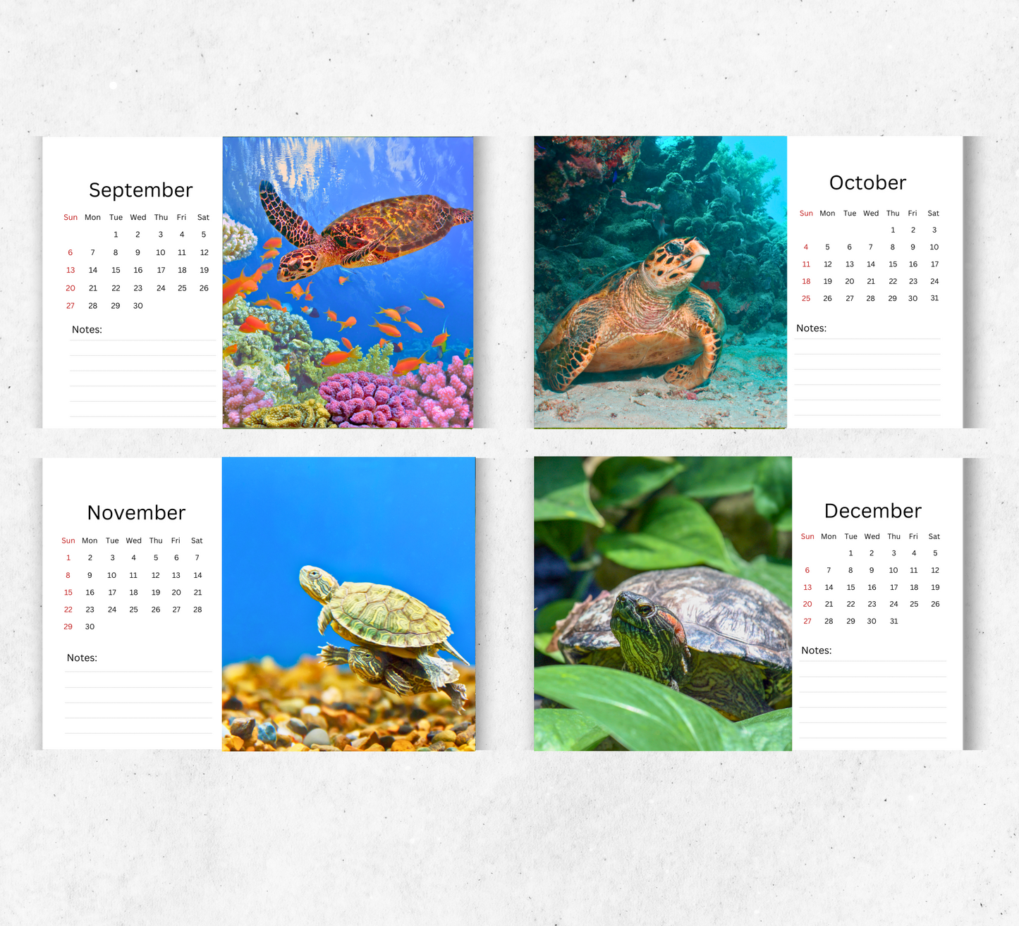 Turtle Desk Calendar 2026-2027