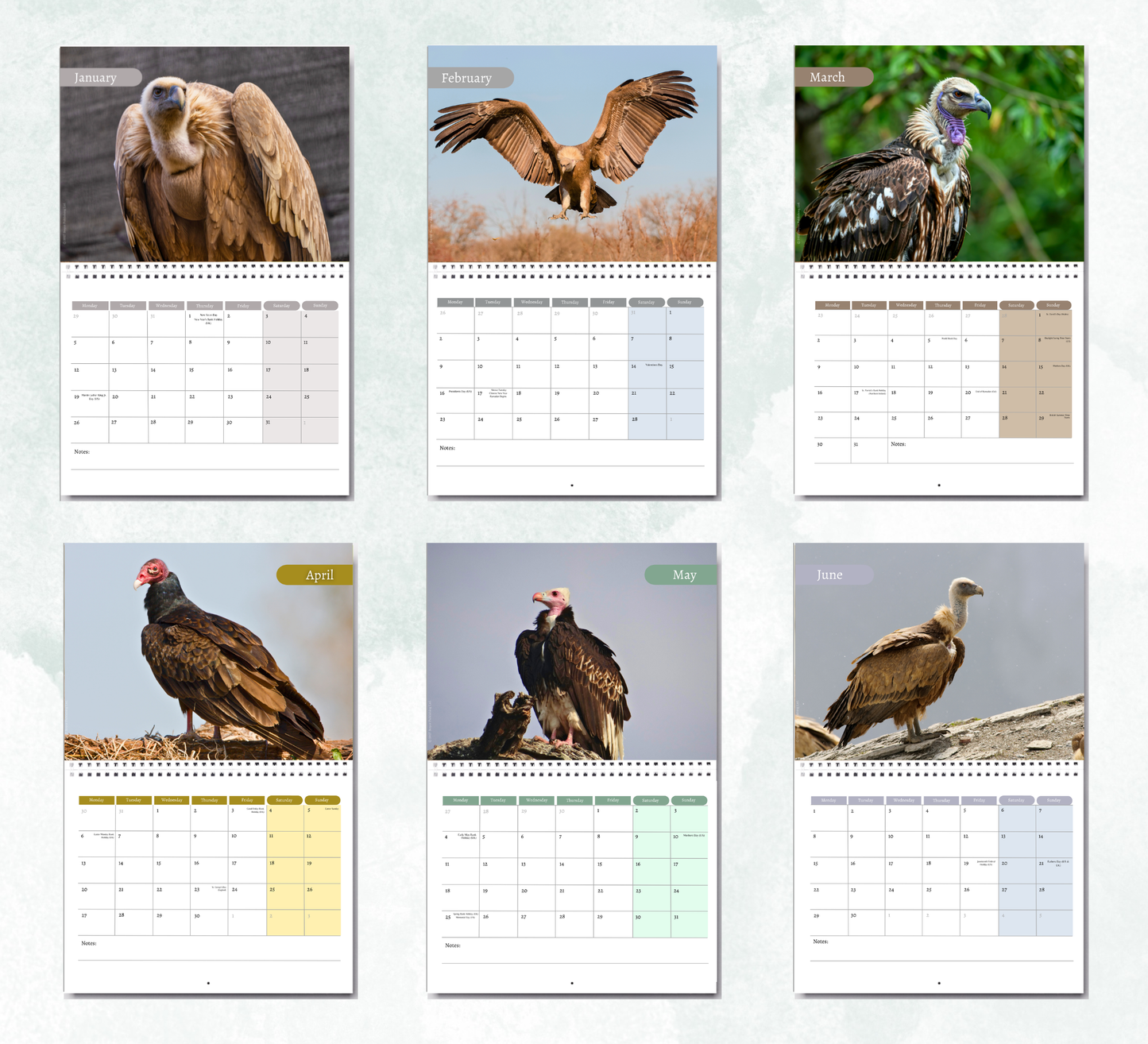Vulture Calendar 2027