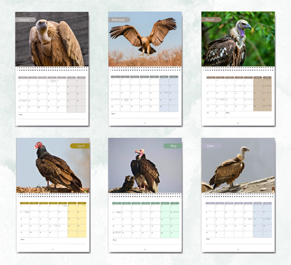 Vulture Calendar 2027