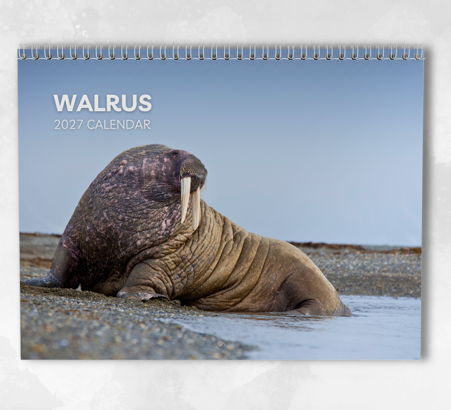 Walrus Calendar 2027