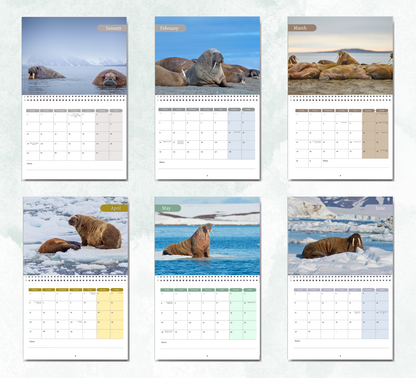 Walrus Calendar 2027