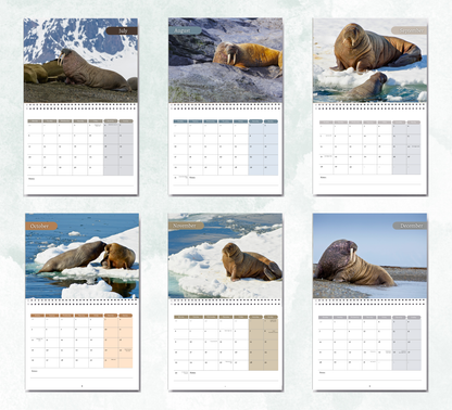 Walrus Calendar 2027