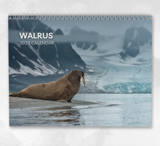 Walrus Calendar 2026