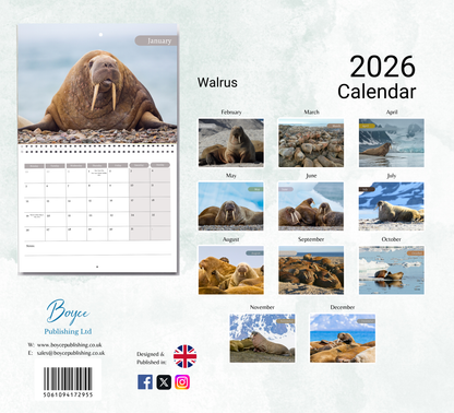 Walrus Calendar 2026