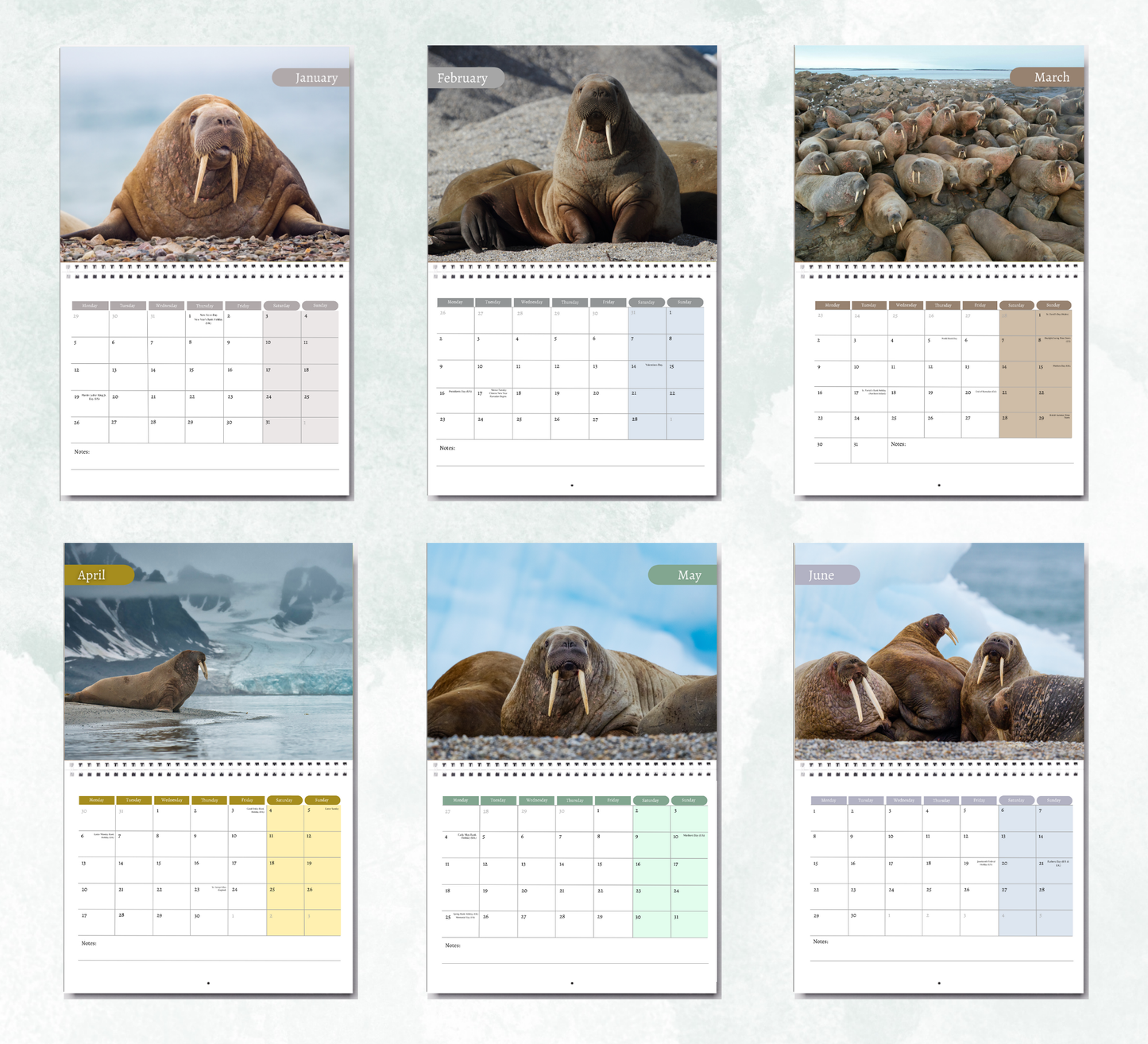 Walrus Calendar 2026