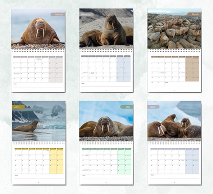 Walrus Calendar 2026