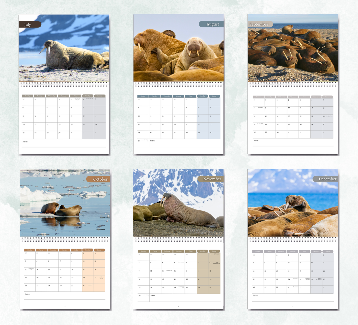 Walrus Calendar 2026