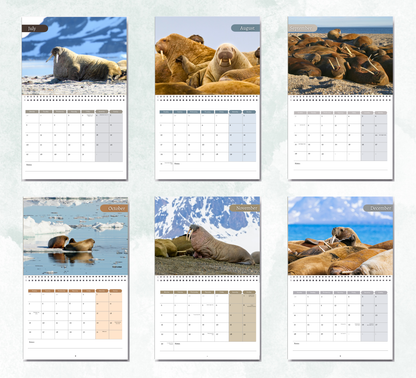 Walrus Calendar 2026