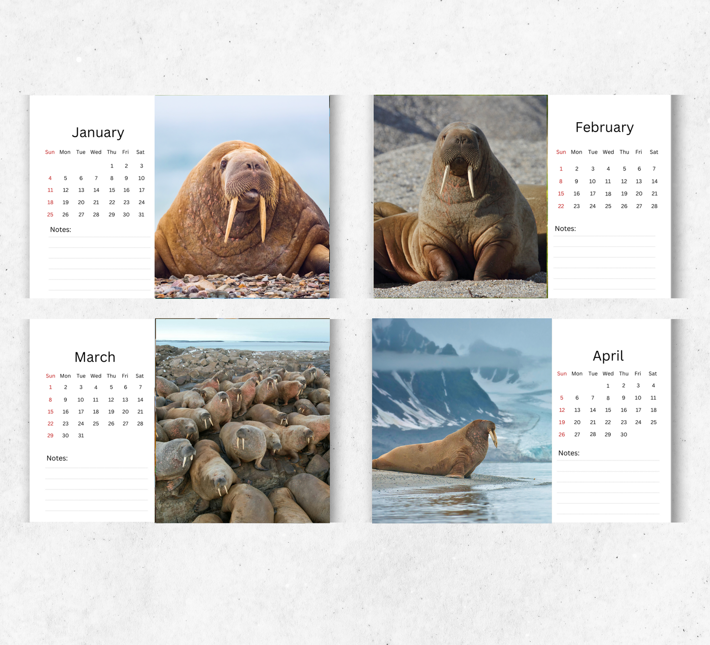 Walrus Desk Calendar 2026-2027
