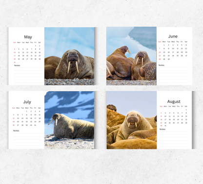 Walrus Desk Calendar 2026-2027