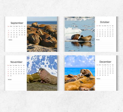 Walrus Desk Calendar 2026-2027