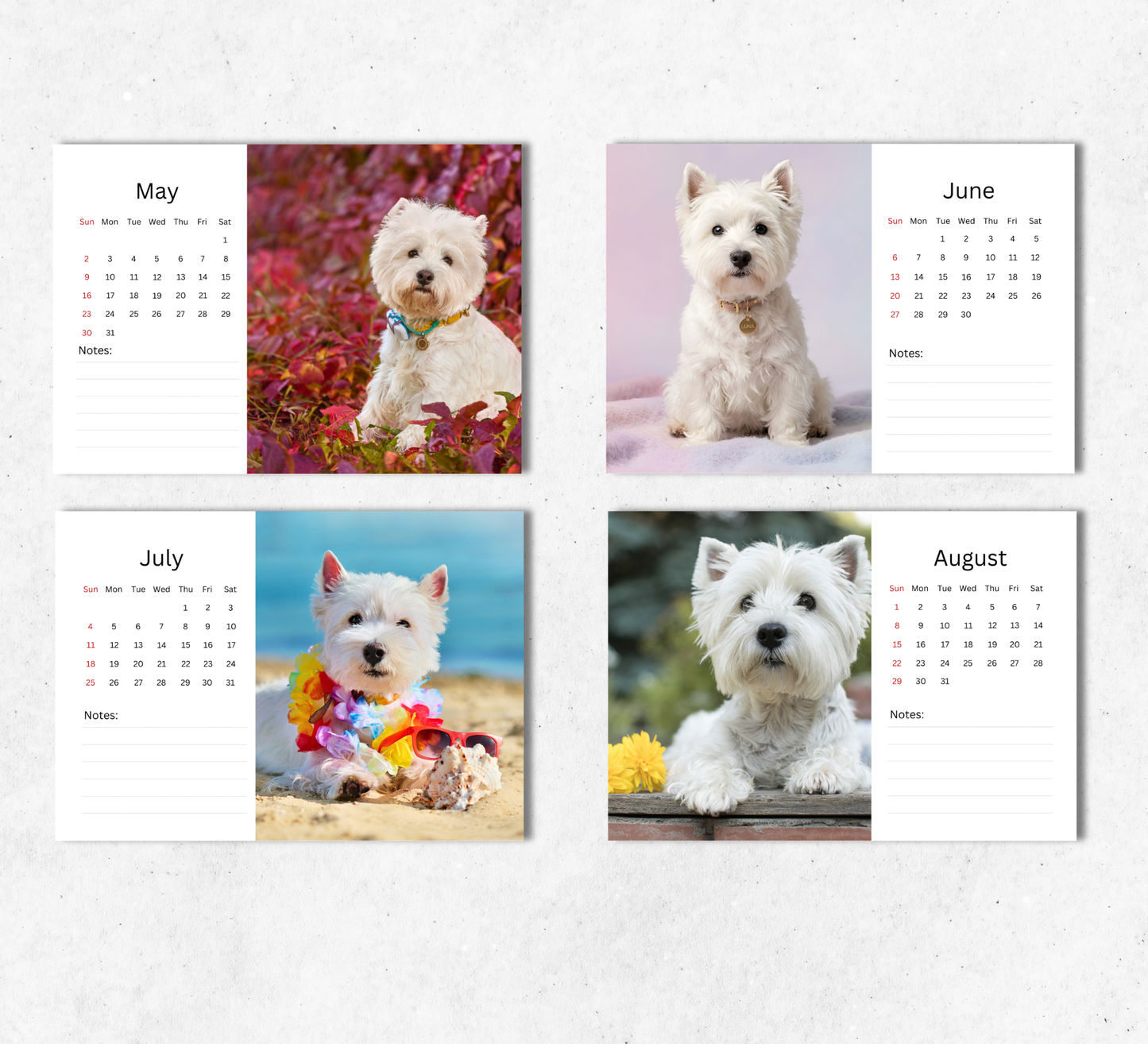 West Highland Terrier Desk Calendar 2027-2028