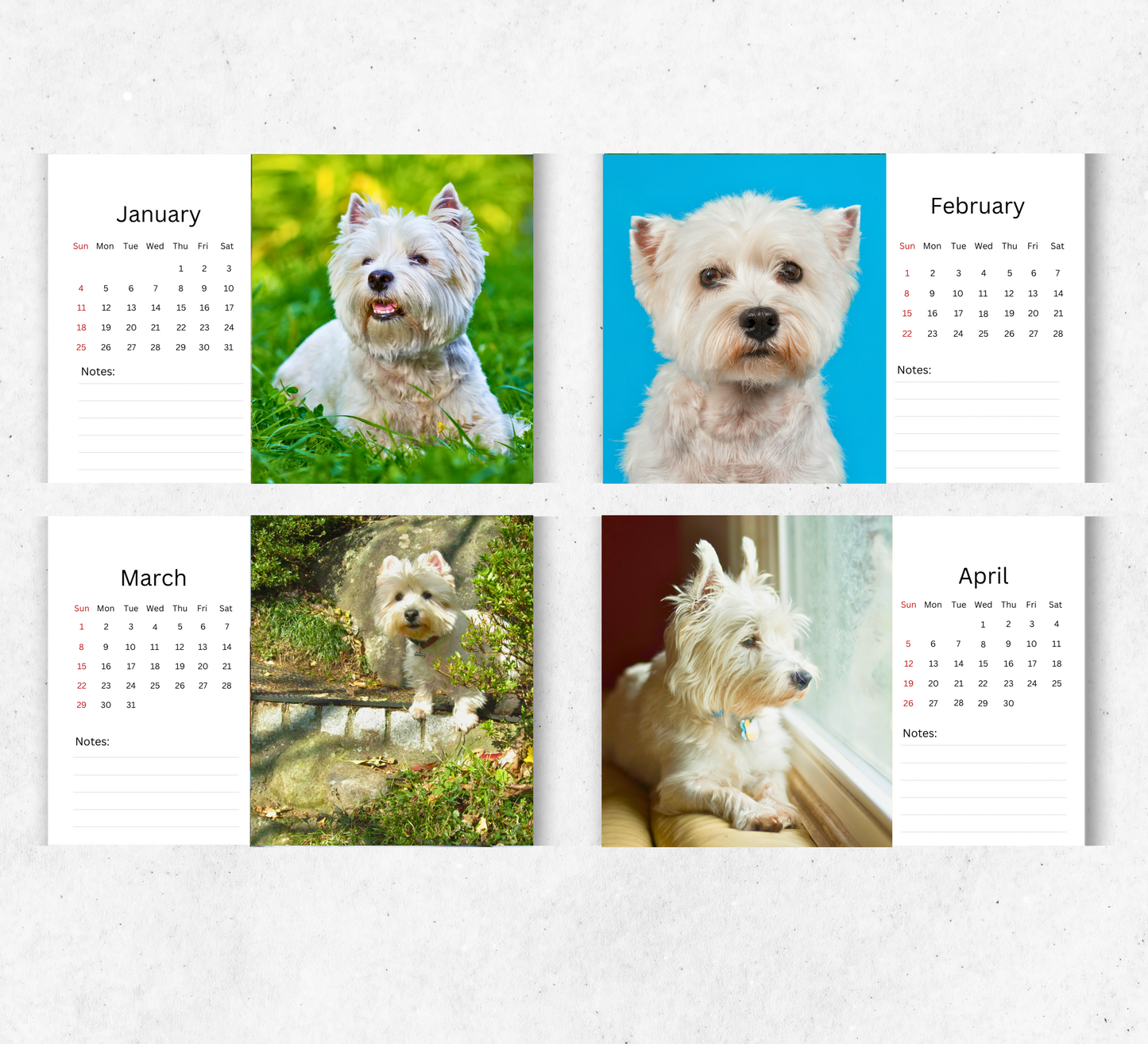 West Highland Terrier Desk Calendar 2026-2027