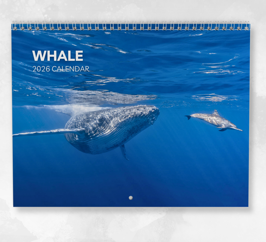 Whale Calendar 2026