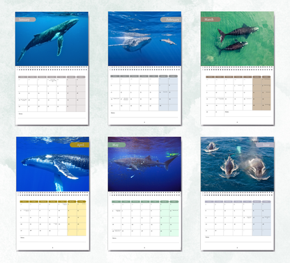 Whale Calendar 2026