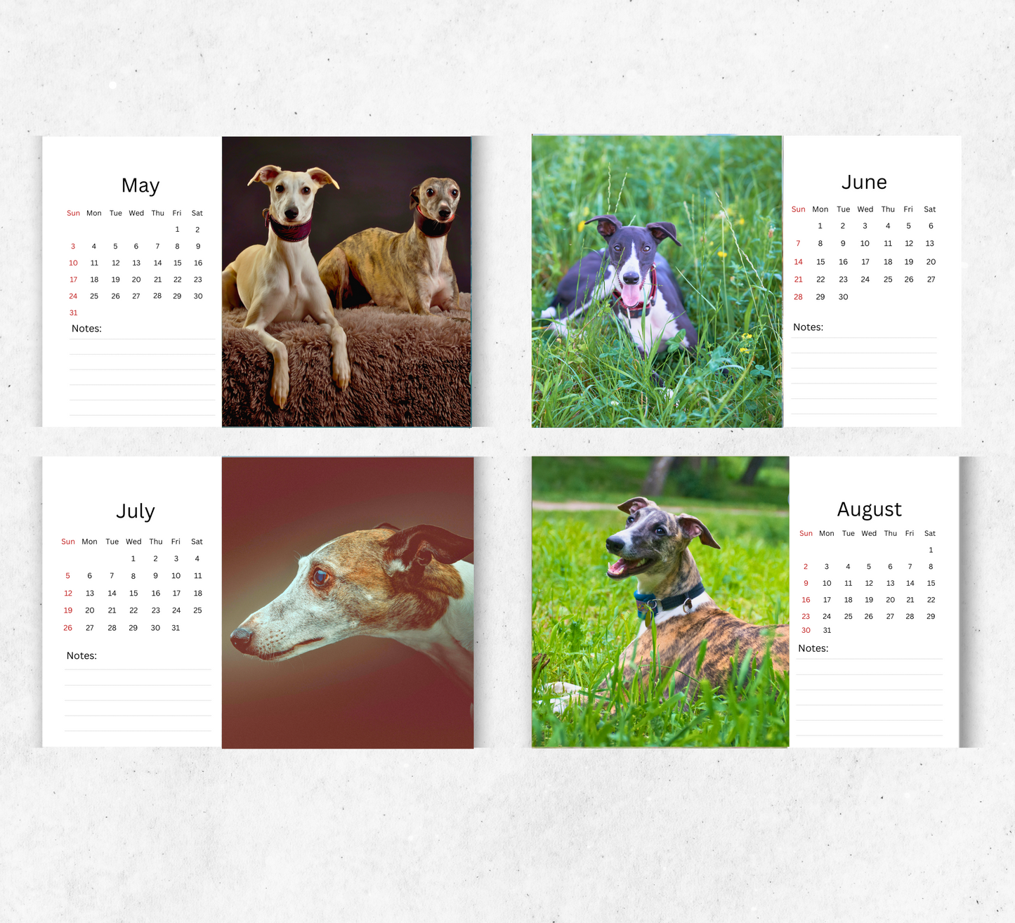Whippet Desk Calendar 2026-2027