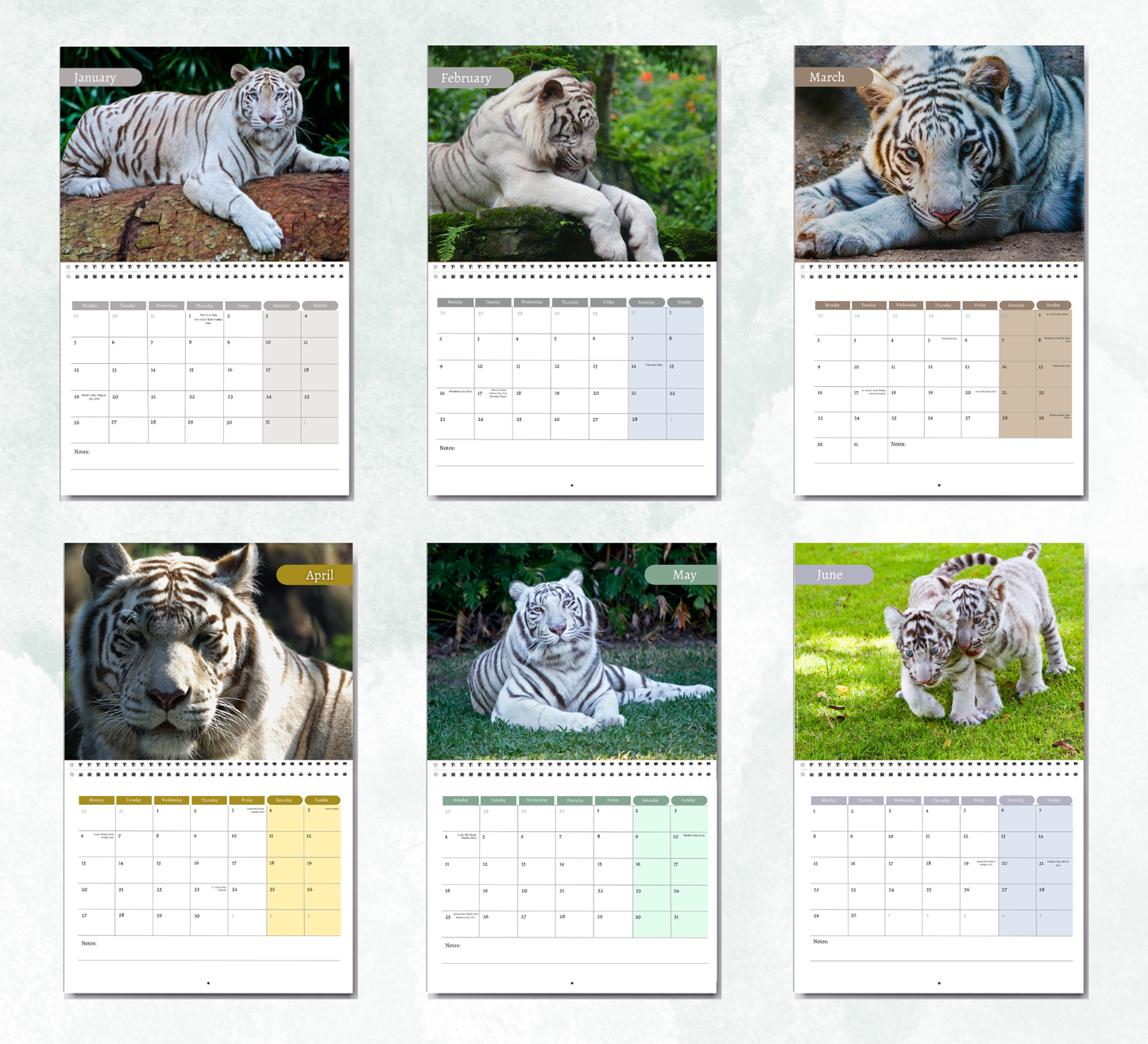 White Tigers Calendar 2027