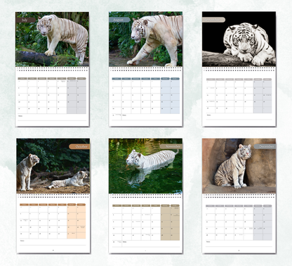 White Tigers Calendar 2027