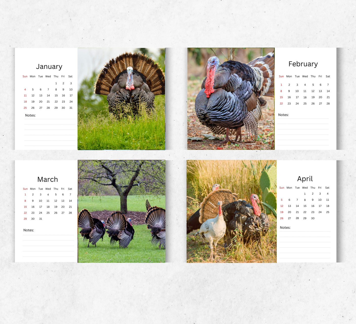 Wild Turkey Desk Calendar 2026-2027