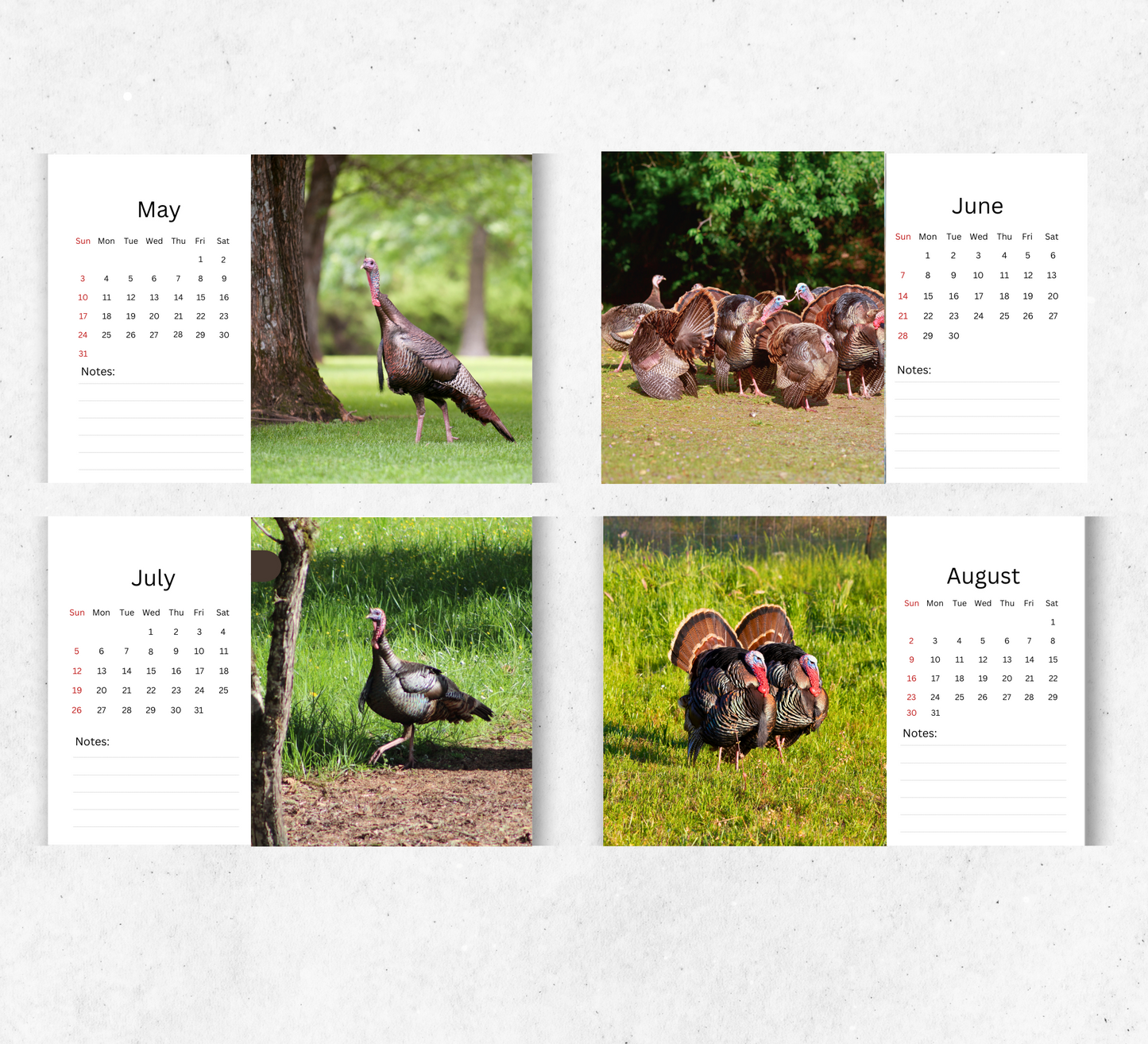 Wild Turkey Desk Calendar 2026-2027