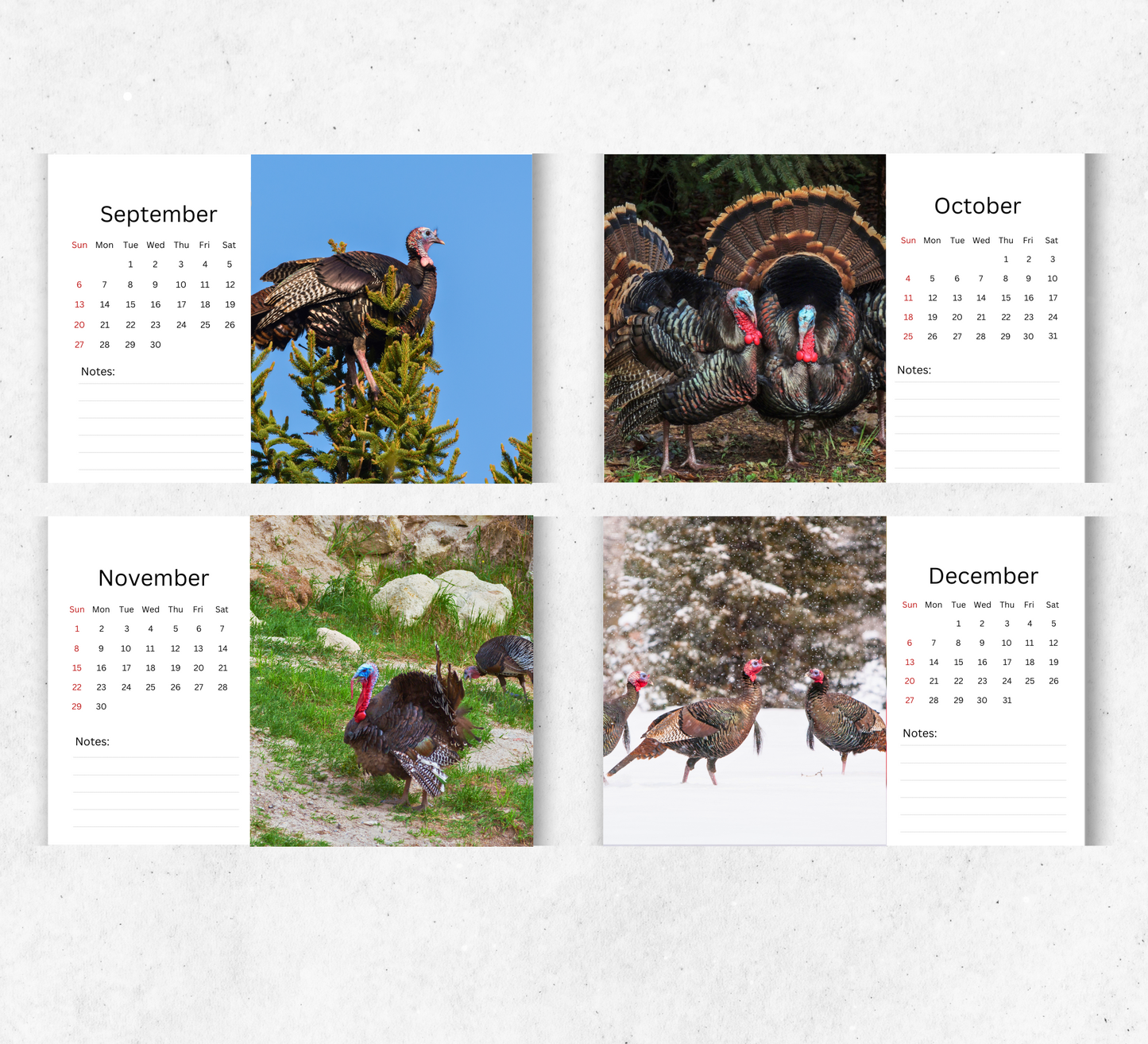 Wild Turkey Desk Calendar 2026-2027