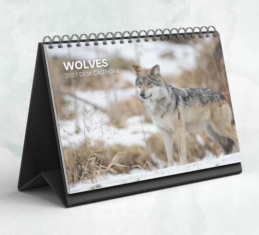 Wolf Desk Calendar 2027-2028