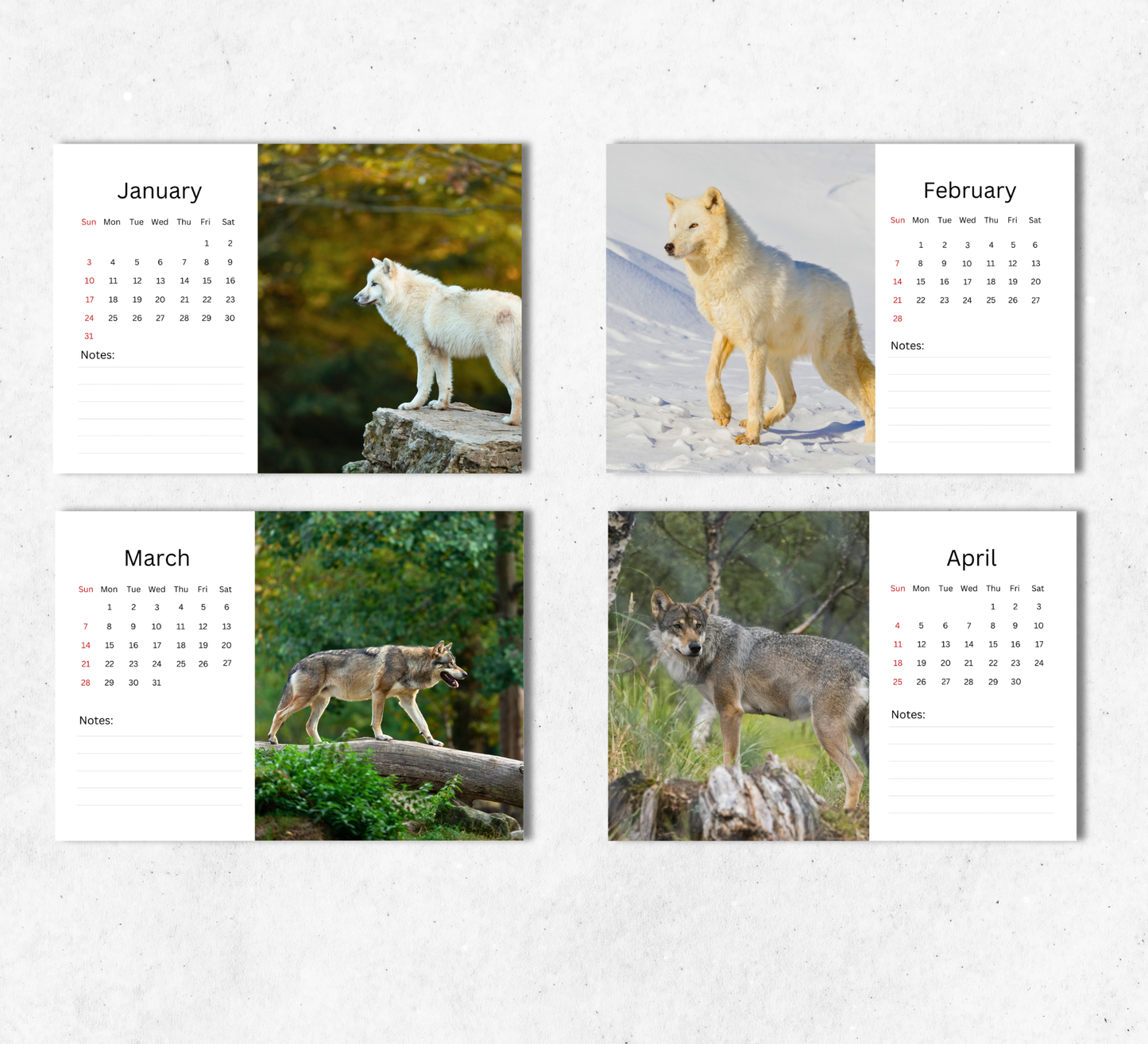 Wolf Desk Calendar 2027-2028