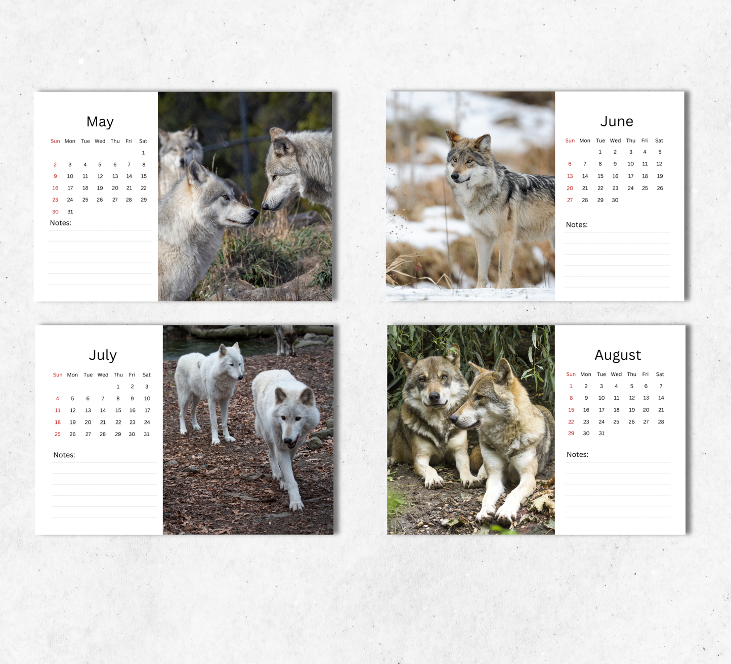 Wolf Desk Calendar 2027-2028